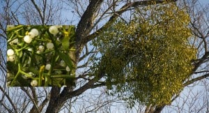 Mistletoe growing on the branch of a tree - The Irish Place