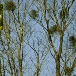 Clumps of Mistletoe growing on trees