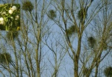 Clumps of Mistletoe growing on trees - The Irish Place