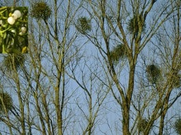 Clumps of Mistletoe growing on trees - The Irish Place