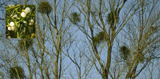 Clumps of Mistletoe growing on trees - The Irish Place