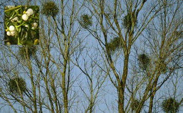 Clumps of Mistletoe growing on trees - The Irish Place