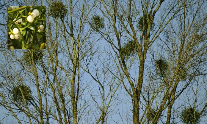 Clumps of Mistletoe growing on trees - The Irish Place