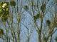 Clumps of Mistletoe growing on trees - The Irish Place