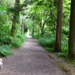 A Woodland Walk at Ballysaggartmore Towers, Lismore, Co. Waterford.