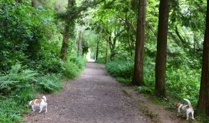 Woodland Walk at Ballysaggartmore Towers - The Irish Place