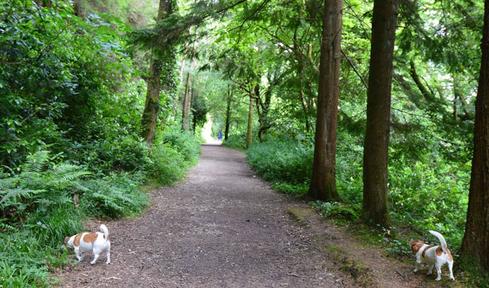 A Woodland Walk at Ballysaggartmore Towers, Lismore, Co. Waterford - The Irish Place