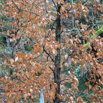 A Clootie Tree at Tobernalt