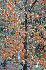 A Clootie Tree at Tobernalt Holy Well - The Irish Place