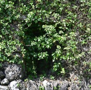 The ivy covered Ogham inscribed Lintel in the Upper Window of the Western Gable wall in Seskinan Church - The Irish Place